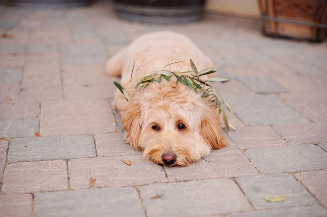 pup with wreath