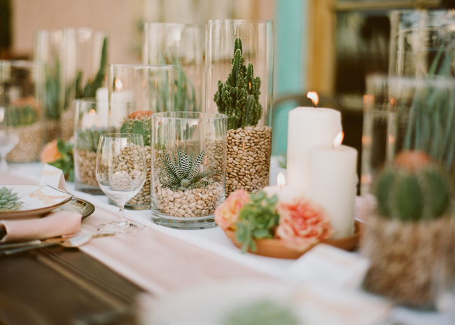 succulents and beans in glass jars